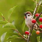 Kleiner Spatz, was nun?