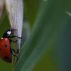 kleiner Spaziergang