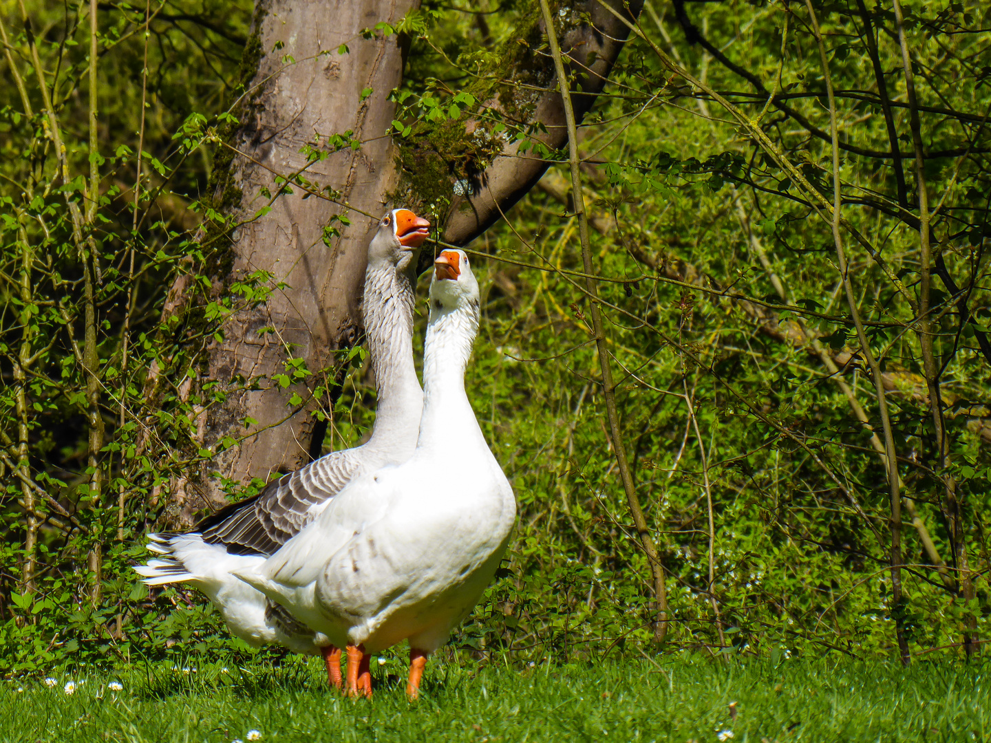 ...kleiner Spaziergang mit der Lumix TZ 71...02