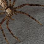 Kleiner Spider I