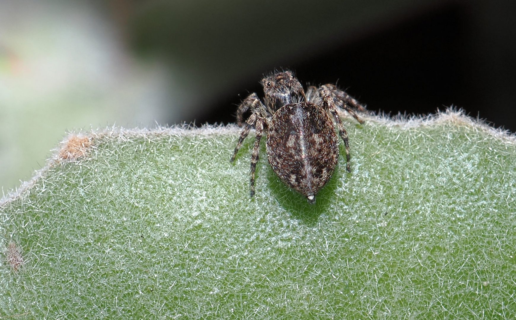 Kleiner Spinnen Hintern … Foto & Bild fotos, natur, tiere Bilder auf