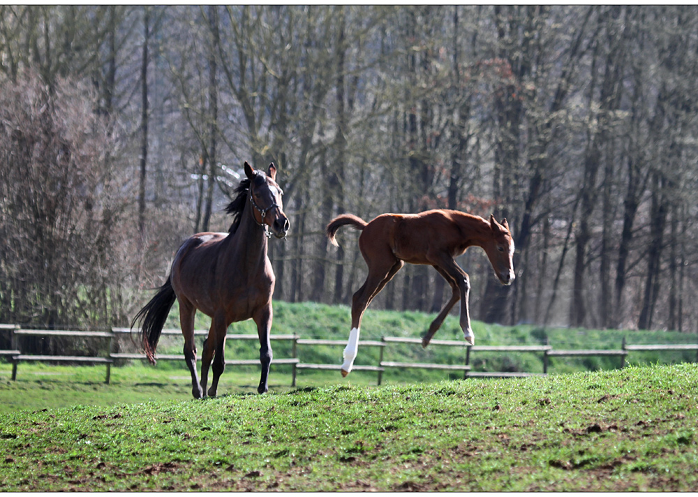 kleiner springinsfeld...-)