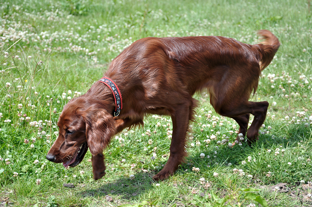 kleiner Spürhund