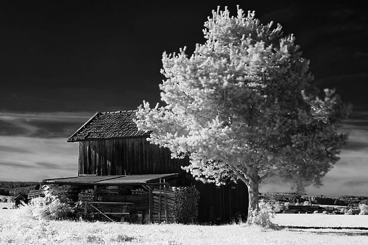 Kleiner Stadel mit Baum