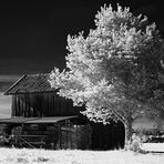 Kleiner Stadel mit Baum