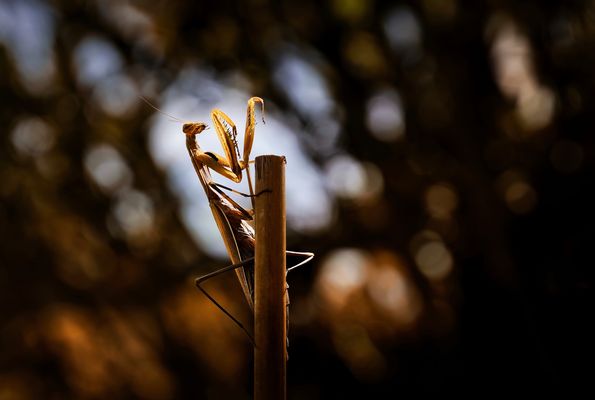 Kleiner Star im Rampenlicht