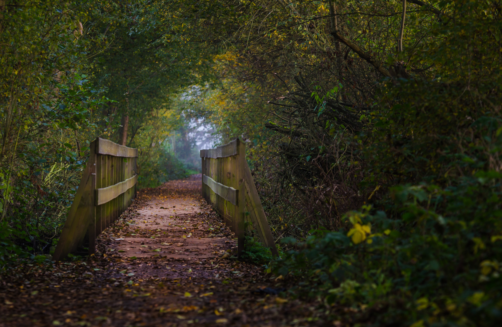 "Kleiner Steg im Wald"