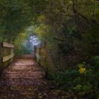 "Kleiner Steg im Wald"