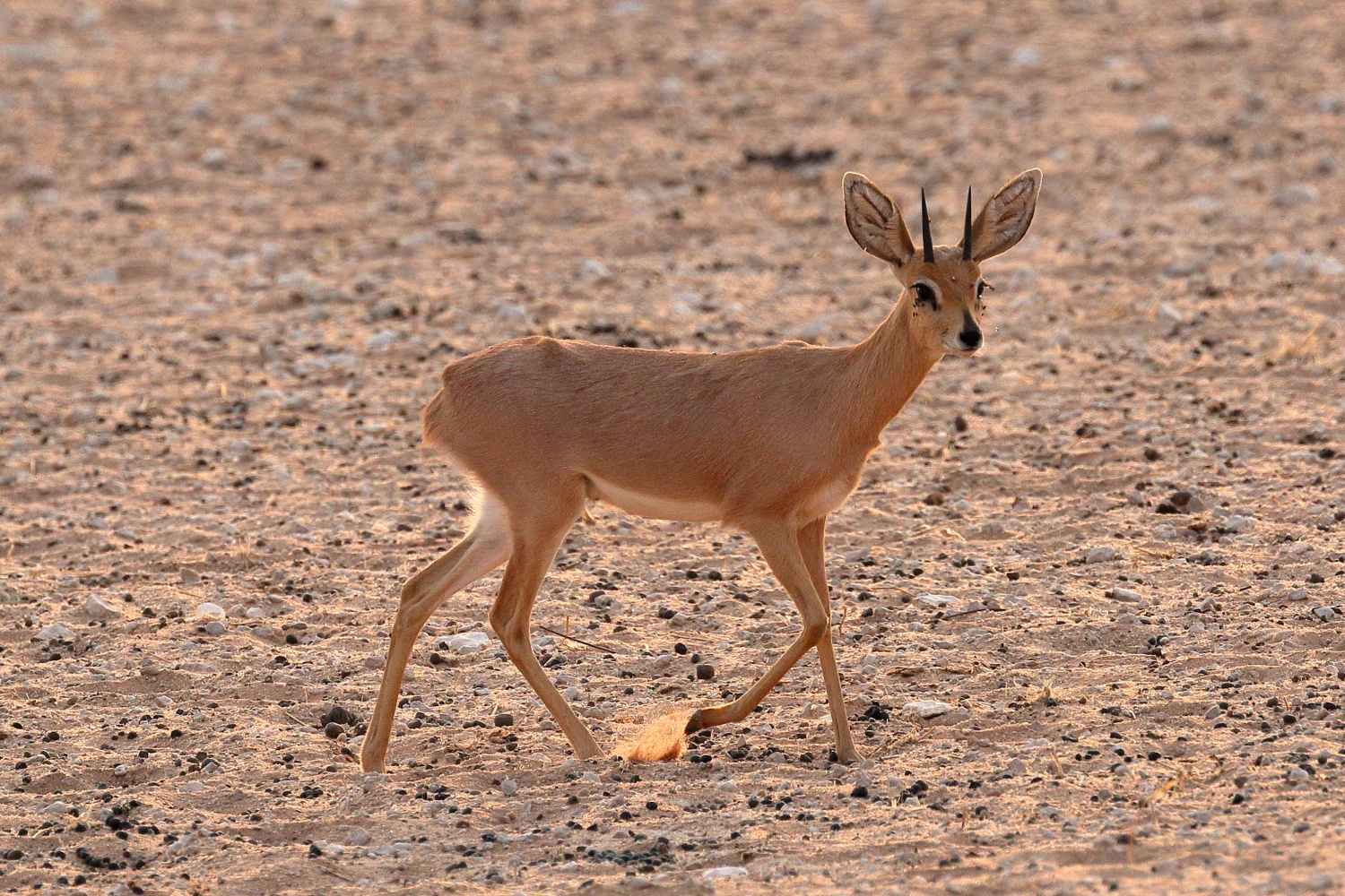 Kleiner Steinbock