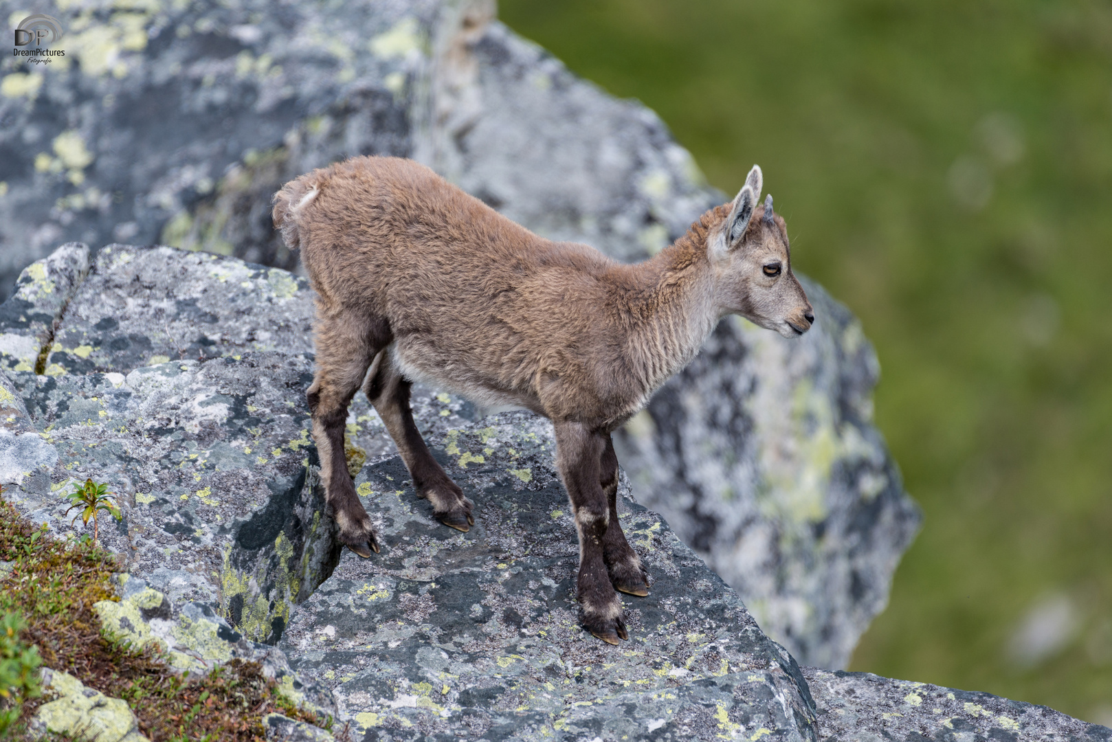 Kleiner Steinbock Foto &amp; Bild tiere, tierkinder, sommer