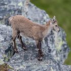 Kleiner Steinbock