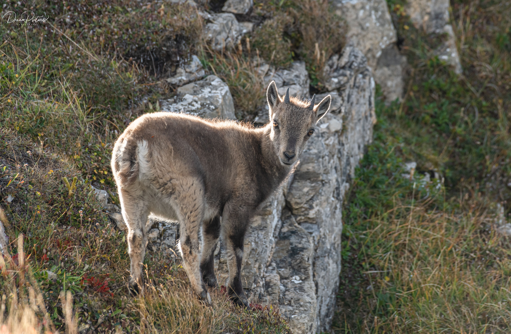 Kleiner Steinbock