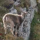 Kleiner Steinbock