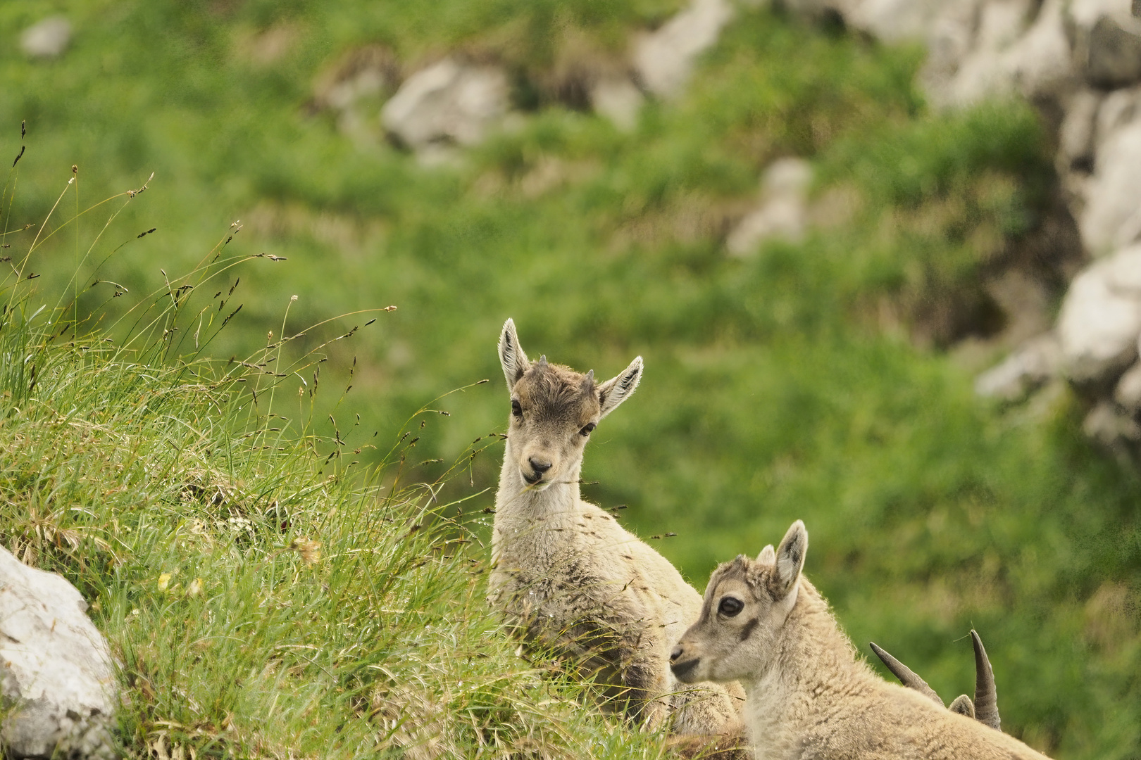 Kleiner Steinbock