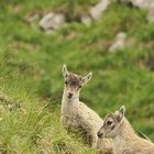 Kleiner Steinbock