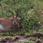 kleiner Steinbock