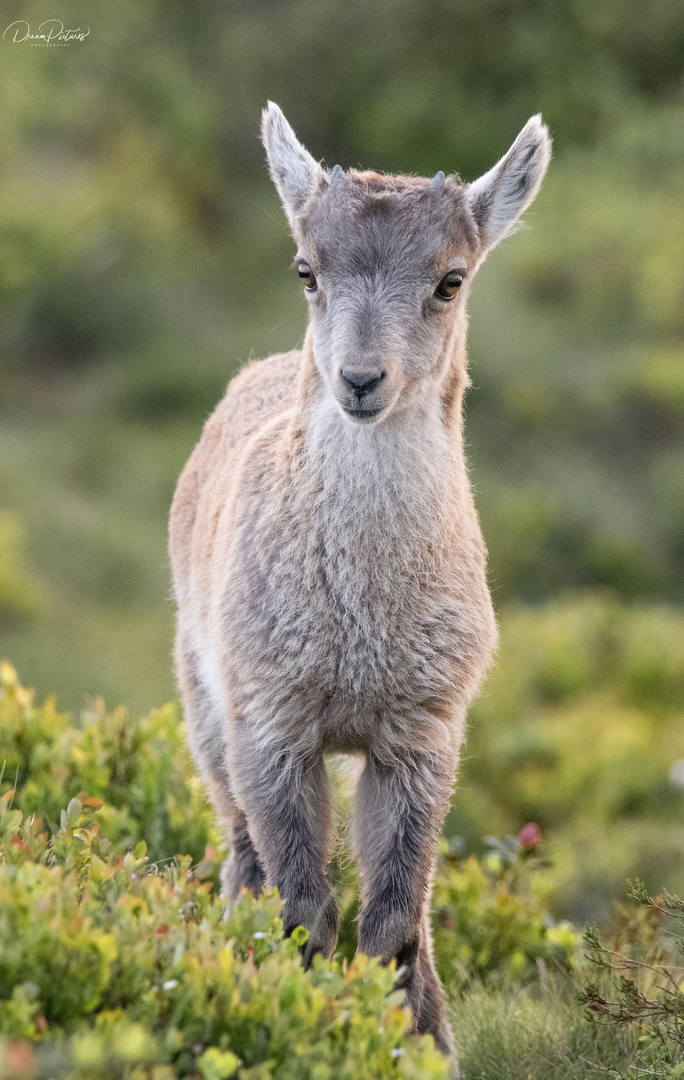 Kleiner Steinbock