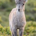 Kleiner Steinbock