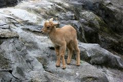 Kleiner Steinbock