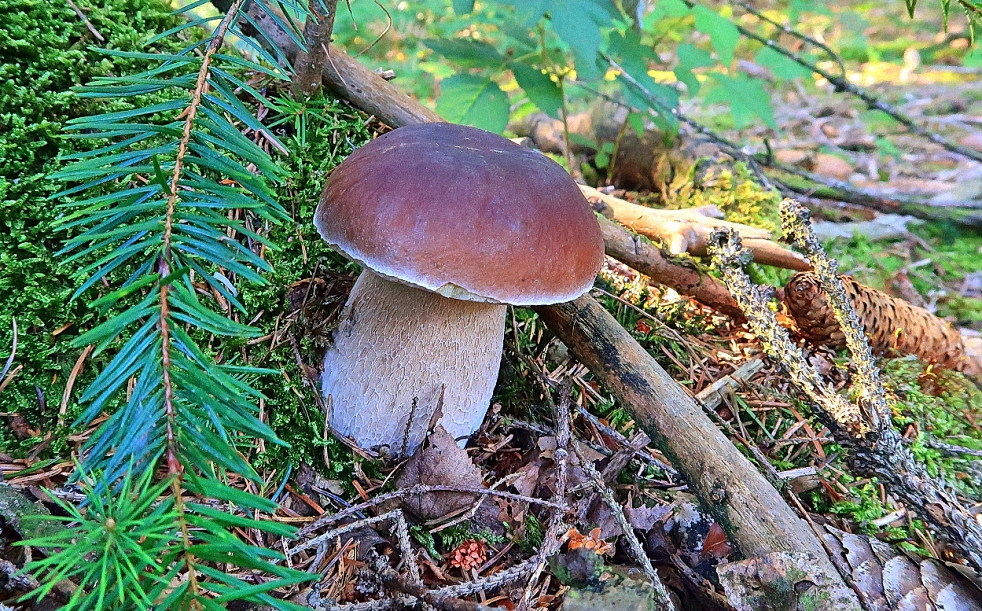 Kleiner Steinpilz