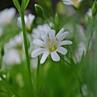 kleiner Stern im Garten...