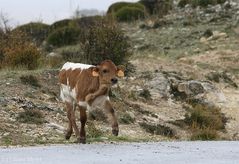 kleiner Stier