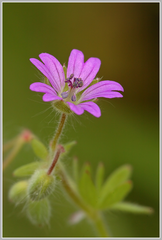 Kleiner Storchenschnabel (Geranium pusillum)