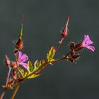 Kleiner Storchschnabel (Geranium pussillum)