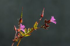 Kleiner Storchschnabel (Geranium pussillum)