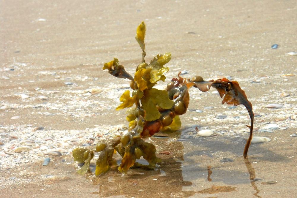 Kleiner Strandgeist