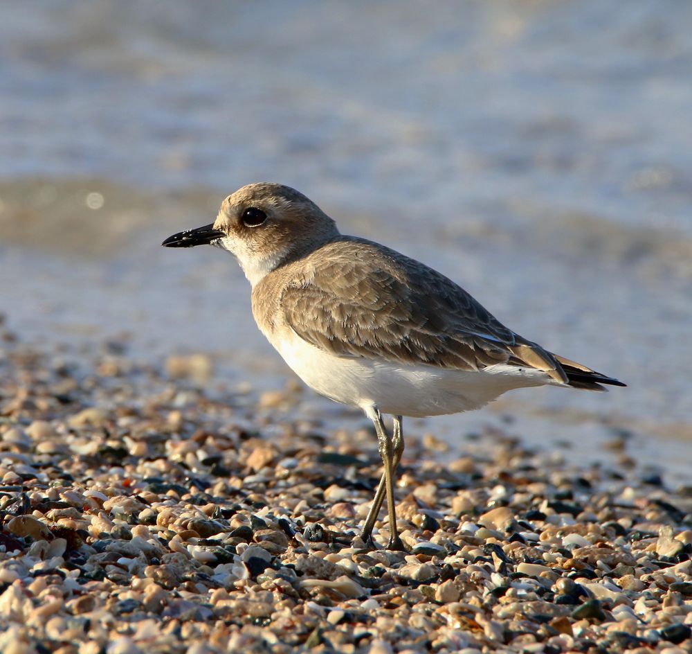 Kleiner Strandläufer