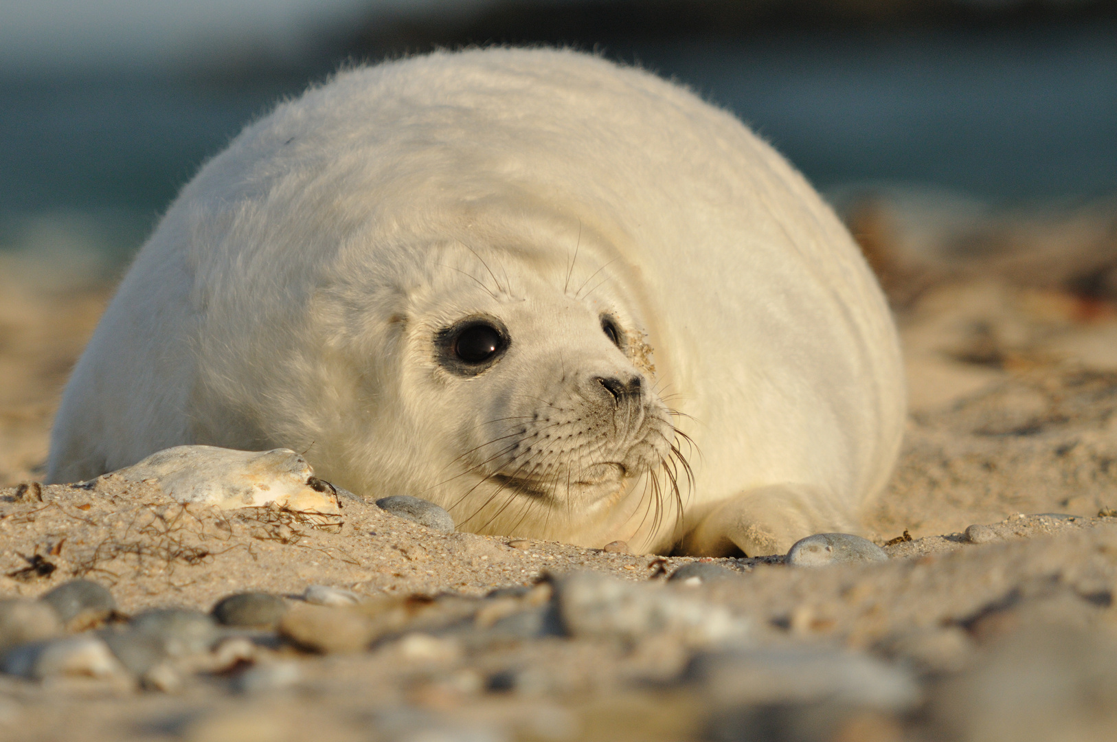 Kleiner Strandmoppel