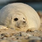 Kleiner Strandmoppel