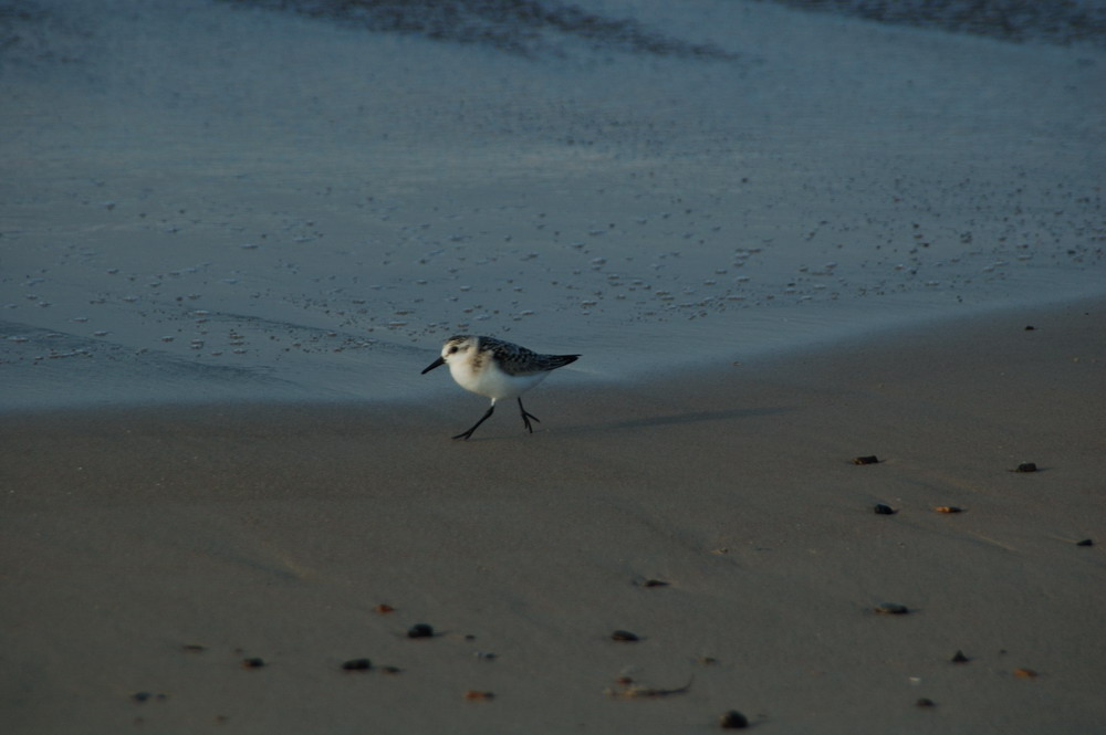 kleiner Strandvogel dessen Name ich nicht kenne...