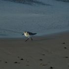 kleiner Strandvogel dessen Name ich nicht kenne...