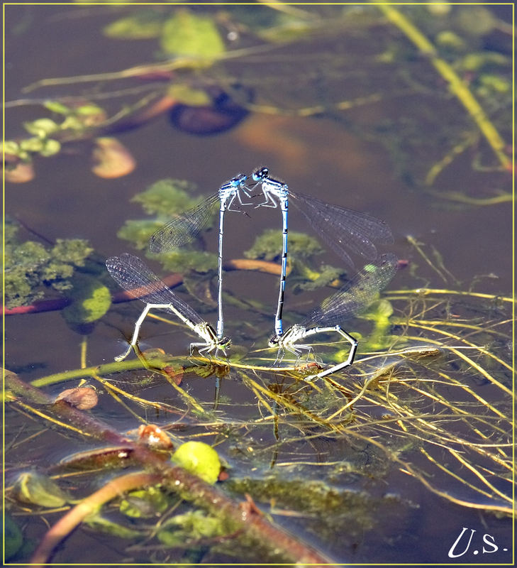 Kleiner Streit am Wasser!