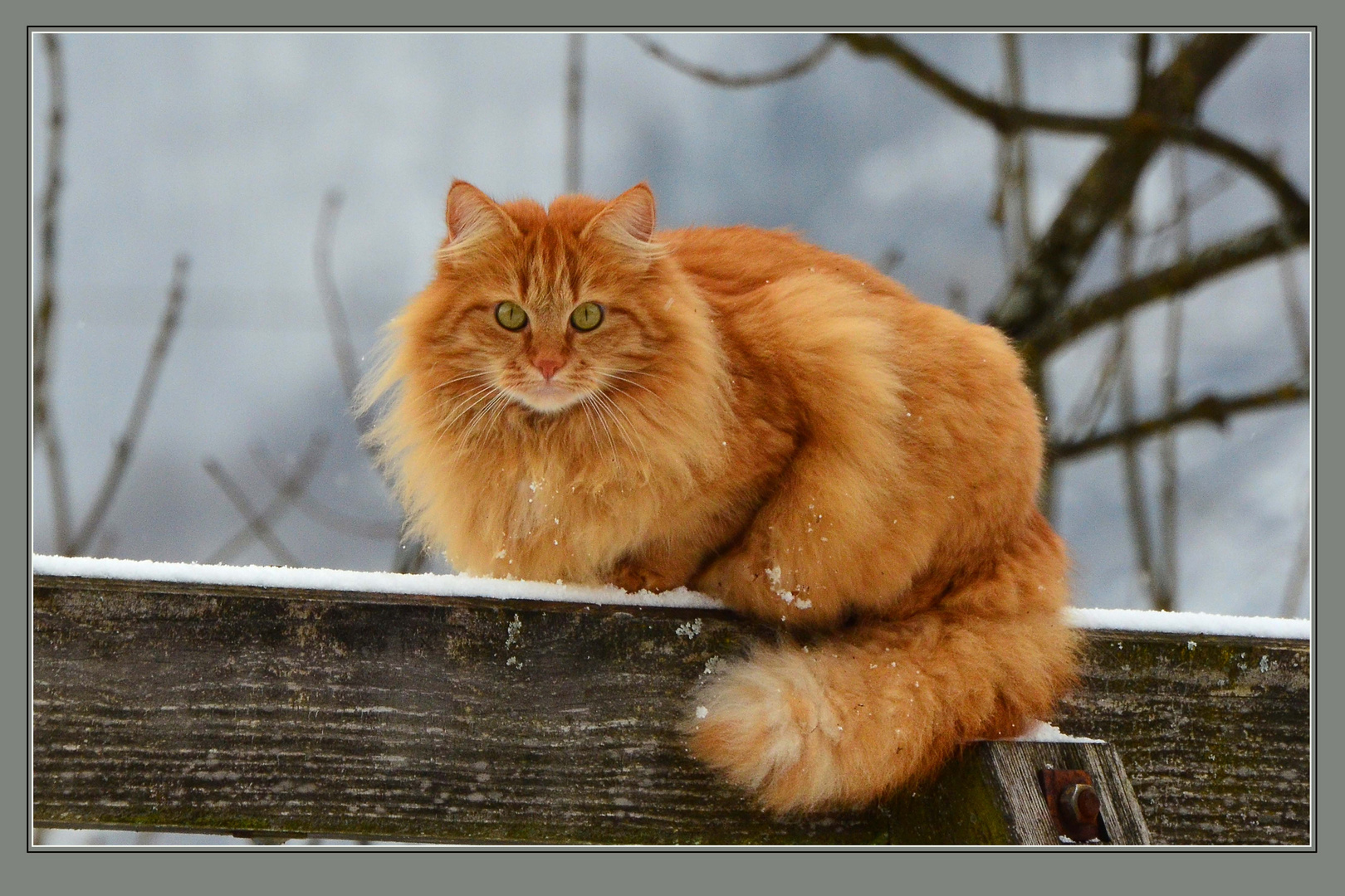 Kleiner Streuner im Winter II