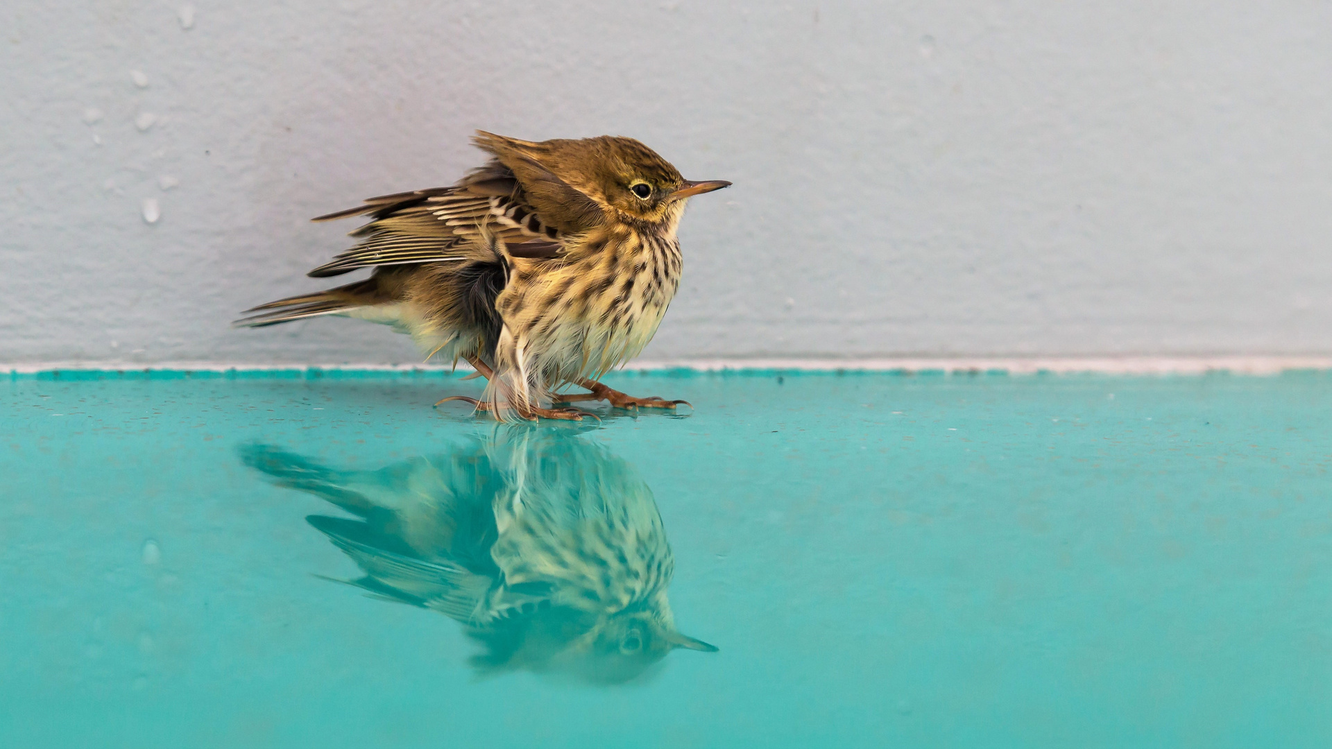 Kleiner Sturmvogel