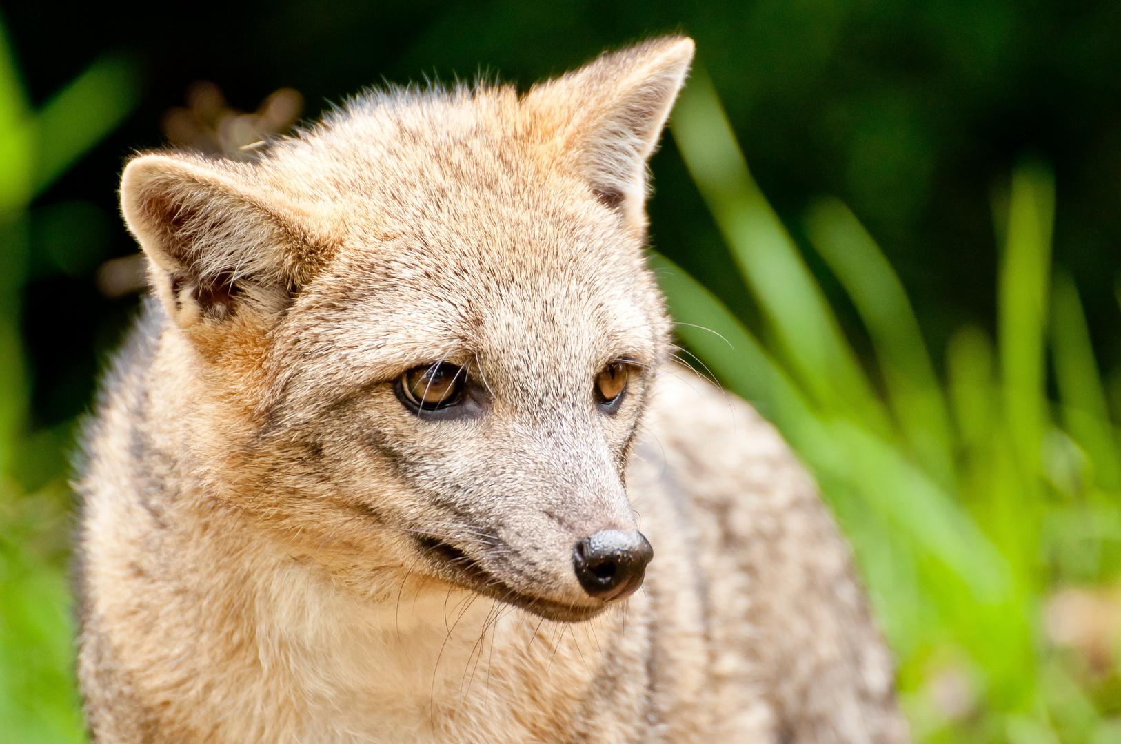 Kleiner südamerikanischer Fuchs