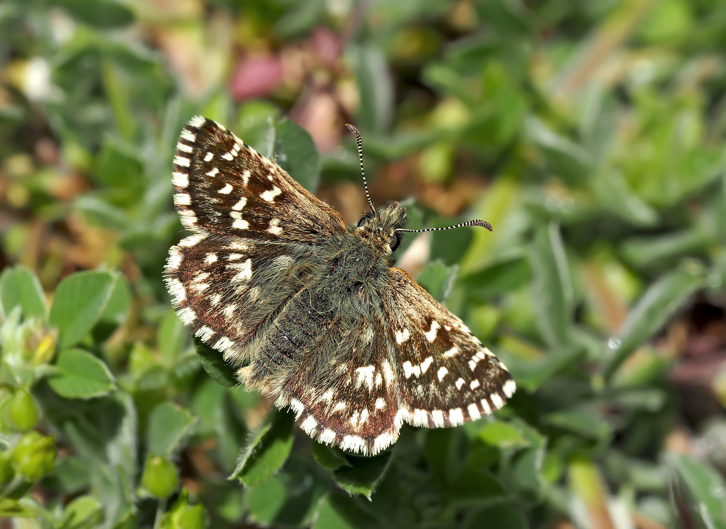 Kleiner südlicher Würfel-Dickkopffalter (Pyrgus malvoides) - Tacheté austral.