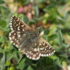 Kleiner südlicher Würfel-Dickkopffalter (Pyrgus malvoides) - Tacheté austral.