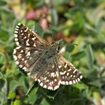 Kleiner südlicher Würfel-Dickkopffalter (Pyrgus malvoides) - Tacheté austral.