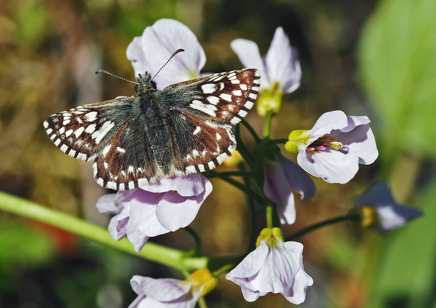 Kleiner südlicher Würfelfalter (Pyrgus malvoides) 