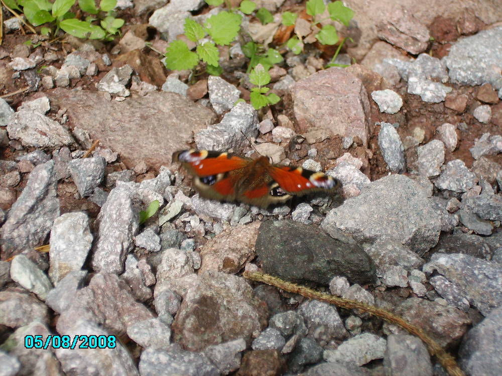 Kleiner süßa Metterling