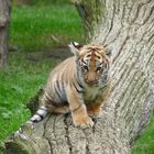 Kleiner Sumatra-Tiger