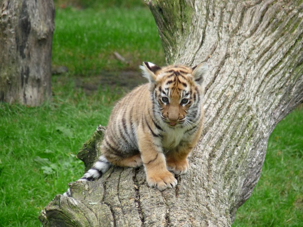 Kleiner Sumatra-Tiger von Marlies Hüggelmeyer 