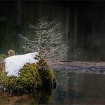 kleiner Tannenbaum *