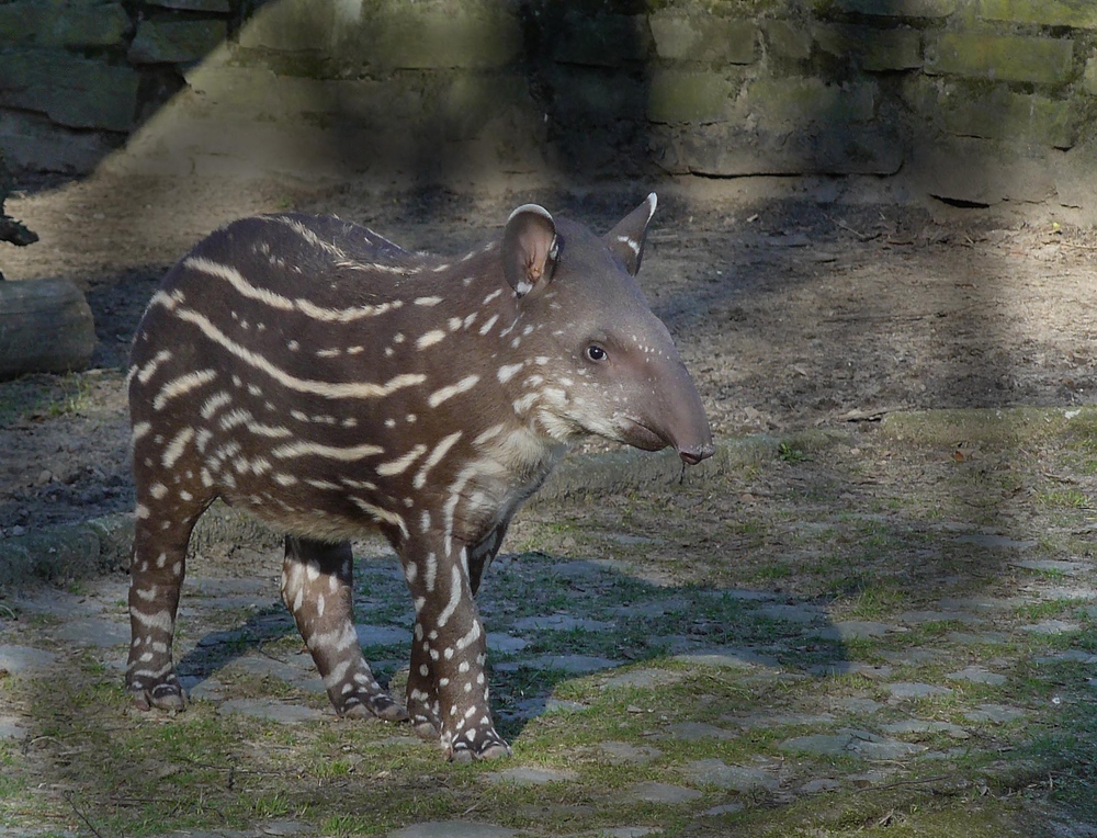 kleiner Tapir