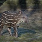 kleiner Tapir