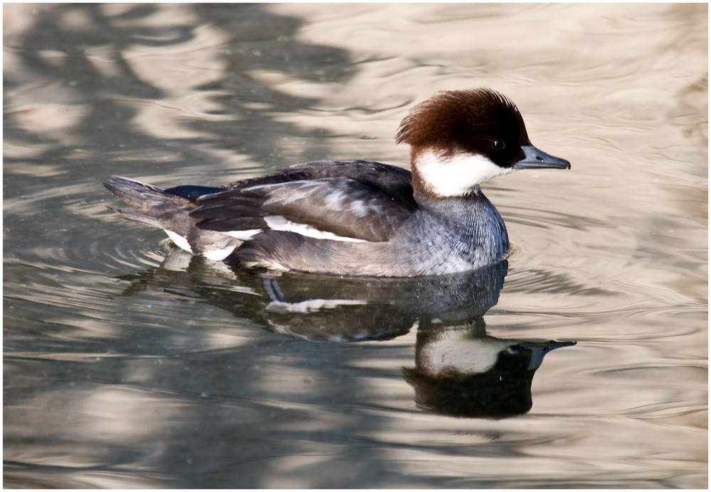 Kleiner Taucher